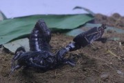 蝗虫实验室爆料视频,蝗虫生存现状与生态危机