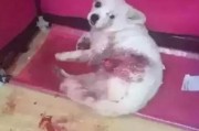 狗狗爆料视频,揭秘宠物世界的秘密生活