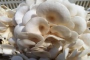 蘑菇网红吃瓜无码在线,揭秘网络红人的争议瞬间